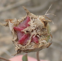 Drosanthemum uniondalense