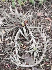 Tillandsia incarnata