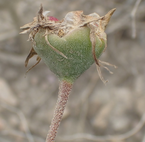 Image of Drosanthemum uniondalense by (c) Nicola van Berkel, some rights reserved (CC BY-SA)