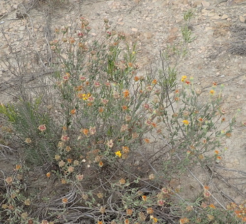 Image of Drosanthemum uniondalense by (c) Nicola van Berkel, some rights reserved (CC BY-SA)