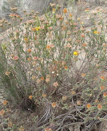 Image of Drosanthemum uniondalense by (c) Nicola van Berkel, some rights reserved (CC BY-SA)