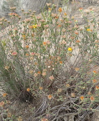 Drosanthemum uniondalense