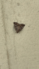 Eubolina impartialis