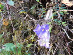 Tripterospermum lanceolatum