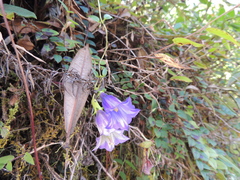 Tripterospermum lanceolatum