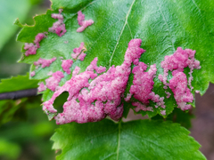 Acalitus longisetosus