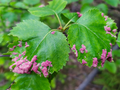 Acalitus longisetosus