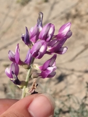 Astragalus magdalenae