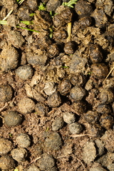 Oryctolagus cuniculus