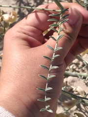 Astragalus magdalenae