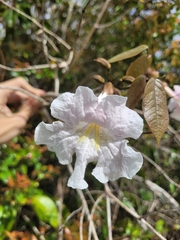 Tabebuia elliptica