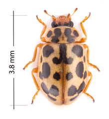 Anisosticta bitriangularis