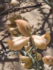 Astragalus magdalenae