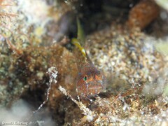 Vanneaugobius canariensis