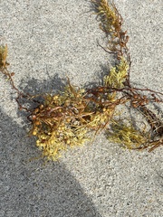 Sargassum fluitans