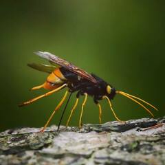 Urocerus gigas