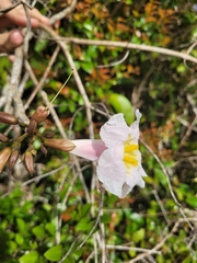 Tabebuia elliptica