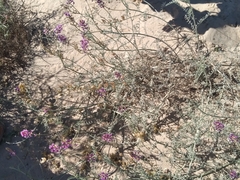 Astragalus magdalenae