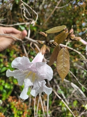 Tabebuia elliptica