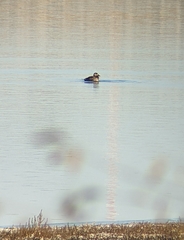 Melanitta perspicillata