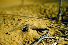 Tropiocolotes tripolitanus