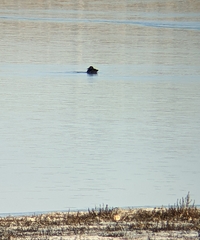 Melanitta perspicillata