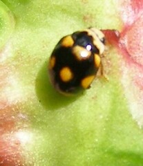 Brachiacantha ursina