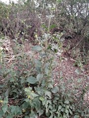 Pavonia sepium