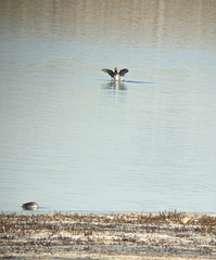 Melanitta perspicillata