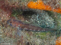 Gobius gasteveni