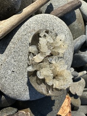 Nassarius fossatus