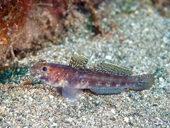 Gobius gasteveni