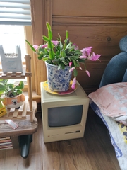 Schlumbergera