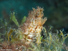 Hippocampus hippocampus