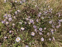 Ampelaster carolinianus