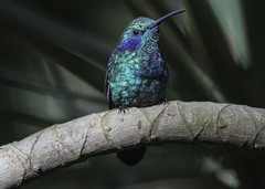 Colibri