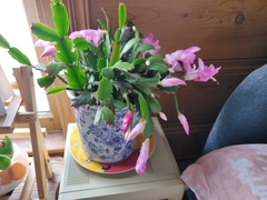 Schlumbergera
