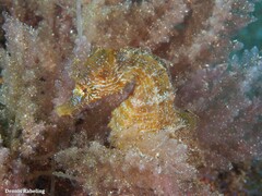 Hippocampus hippocampus