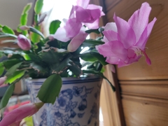 Schlumbergera