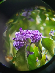 Acanthocladus pulcherrimus