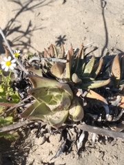 Dudleya acuminata