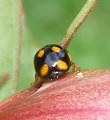 Brachiacantha ursina