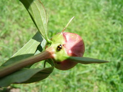 Brachiacantha ursina