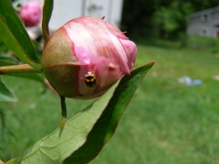 Brachiacantha ursina