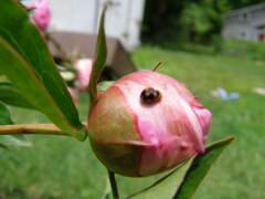 Brachiacantha ursina