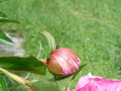 Brachiacantha ursina