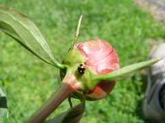 Brachiacantha ursina