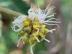 Desmanthus velutinus