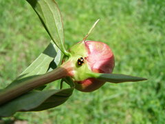 Brachiacantha ursina