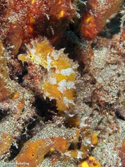 Hippocampus hippocampus